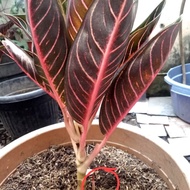 Aglonema Indukan Red Sumatra (POS)