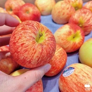 【舒果】南半球的蘋果產季開始囉!! 紐西蘭加拉Gala蘋果#150s (30粒/約3.4kg/箱)