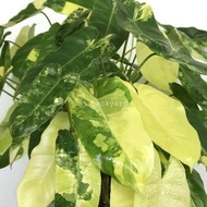 Philodendron Burle Marx Variegated Rare Plant Live Plant Pokok Keladi Hiasan
