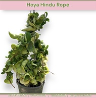 GBO Katrina: Hoya Hindu Rope | LIVE PLANT ORNAMENTAL
