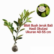 Bibit Tanaman Buah Jeruk Bali Bibit Buah Jeruk Pamelo UNGGUL