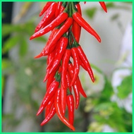 ☪ Siling Labuyo 300 Seeds for Planting Fresh Organic Red Hot Pepper Seeds Bonsai Siling Labuyo Seed