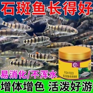 Special Feed for Grouper Fish Native Fish Fish Food Freshwater Grouper Fish Stream Grouper Fish Mull