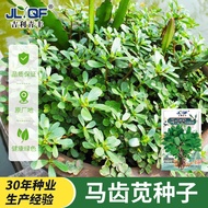 [Imported Vegetables] Edible Amaranth Seeds Seeds Amaranth Seeds Potted Plants Amaranth Vegetables V