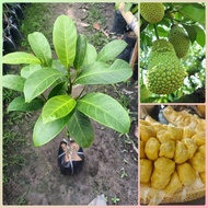 ต้นจำปาดะทุเรียน# Cempedak durian  (รับประกันสายพันธุ์แท้100%) เป็นจำปาดะเชื้อสายมา เลเซีย เนื้อเป็นจำปาดะ กลิ่น เป็นทุเรียน เนื้อเยอะ เมล็ดน้อย ฉีกทานสะดวก . #ต้นทาบกิ่ง