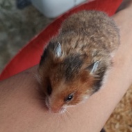 hamster syrian golden jantan