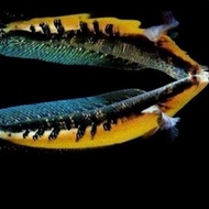 Terlaris ikan channa maru oren riau 7cm grade a