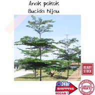 (GG real plant) bucida hijau  monineti busida live outdoor plant tree anak pokok tumbuhan kebun daun