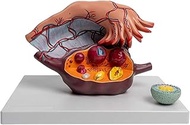 Human Female Reproductive Uterus And Ovary Anatomy Model Gynecological Reproductive Teaching Aids Fo