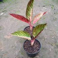 red sumatra aglaonema 4-5 daun