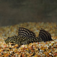 Gold Spotted Pleco/Ornamental fish/Freshwater/Readystock