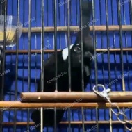 BURUNG CILILIN HITAM GACOR MAPAN SEHAT MULUS RAHAYU NO MINUS
