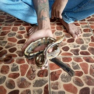 ular dipong