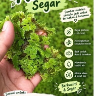 Benih Azolla Microphylla Green Floating Aquatic Plant Seed High Protein, Easy to Maintain