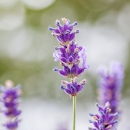 126.Lavender/薰衣草 Seeds 20pcs Free Normal Mail in SG