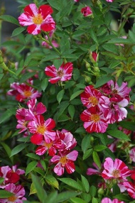 Chậu hoa hồng Nhật Kazehanabi (chậu C8) - Cây trưởng thành sắp hoa