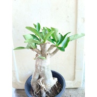 *KHZ* 8 INCI POT Live Plant Adenium Pokok Kemboja