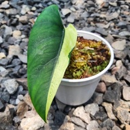 alocasia bisma variegata