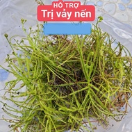 Drosera Indica Naruto Seeds