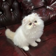 kucing persia peaknose anakan ped jantan