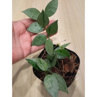 Hoya Krohniana Eskimo Silver (rare)