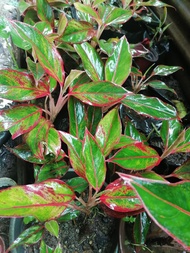 Red Siam Aglaonema