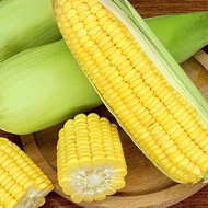 Benih Jagung Manis 10pcs/Sweet Corn/甜玉米籽