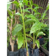 Anak pokok bunga kantan pink(besar)