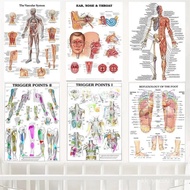 Anatomy Trigger Points Chart  Educational School Poster Human Body Science Canvas Art for Medical Cl