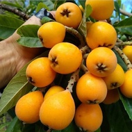 Bibit Buah Leci Biwa Kuning Leci Loquat Bibit Buah Terlaris