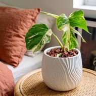 日本白斑龜背芋 流線仿水泥盆 落地盆栽 大盆栽 開幕送禮 喬遷