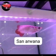Ikan arwana super red sepauk SR Red Chili short body sb sr