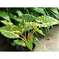 Pokok Alocasia New Guinea Gold 916 aroids real plant