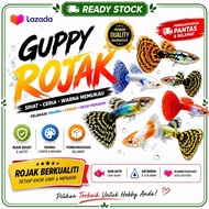 Guppy Rojak Live Fish Ikan Guppy Hiasan Pelbagai Warna Mixed Fancy Guppy Aquarium Fish Ready Stock