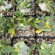 Block Root Ebisu Smile Fruit Yellow Flower Ebisu Smile Root Planting