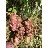 Ground ginseng pulp as pictured, 5 pulp (1 root from 6 to 8 pulp)