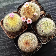 Real Succulent Cactus Multiple Heads Soft Spines Flowering Cactus Indoor Succulent Office Plant Pott