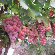 0702921450Grape Seed Fruit Sapling Seed Fruit Potted Plant Kyoho Red Tiao Imported from the United S