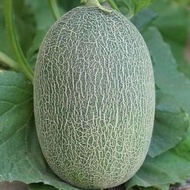 10 SEED - Taiwan Sweet Orange Rock Melon | Benih Honeydew