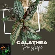 Calathea Pinstripe Live Plants