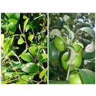 anak pokok bidara Arab/kampung/epal/buah