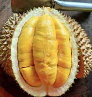 Anak Pokok Durian Musang King D197