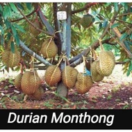 Pokok Durian Monthong@Bantal Mas