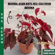 Begonia Asam Batu Rex-cultorum Begonia Collection Rare Plant SHS Kebun