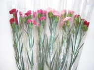 *晨露花坊*♂母親節康乃馨♀康乃馨多朵花單隻+金蔥+水管優惠30元