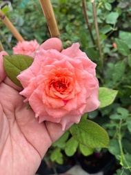 Hoa Hồng Ngoại - Corail Shizuku Misaki Camelie Masora Monica Kellog Cây Nguyên bản cao 40-50cm chậu