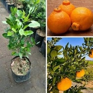 ready bibit jeruk dekopon okulasi tanaman buah jeruk pohon jeruk non