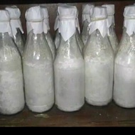 Bibit jamur kuping F1