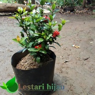 Bahan bonsai Asoka micro/Asoka Bunga merah micro/asoka micro/tanamanhiasAsoka Mikro/Asokabungamerah
