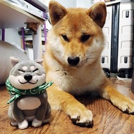 倉屋 大屁屁 柴犬公仔/擺件 毛絨玩偶 包袱布兜款